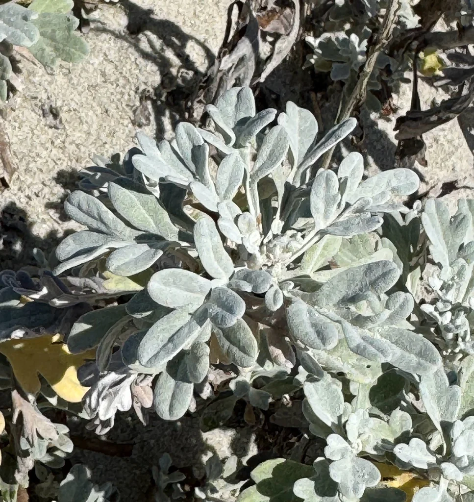 Artemisia stelleriana
