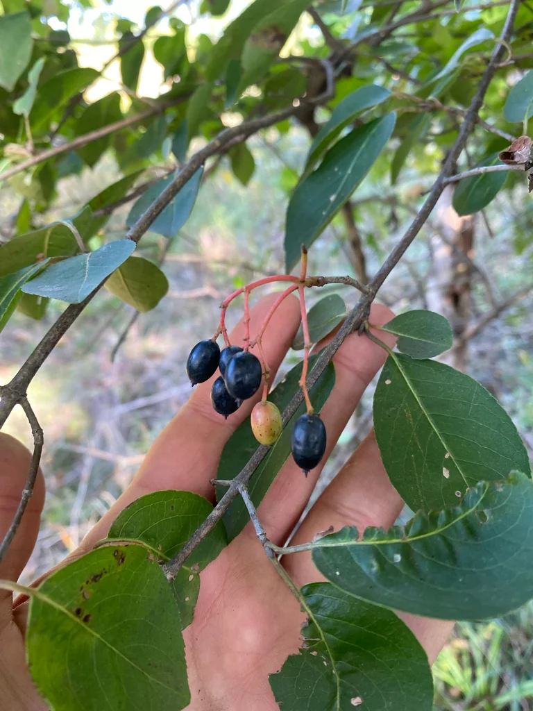 Viburnum Prunifolium