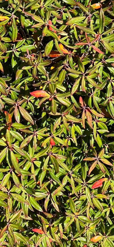 Kalmia Angustifolia