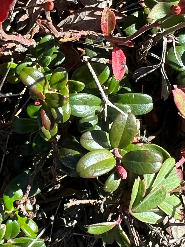 Vaccinium Vitis-Idaea