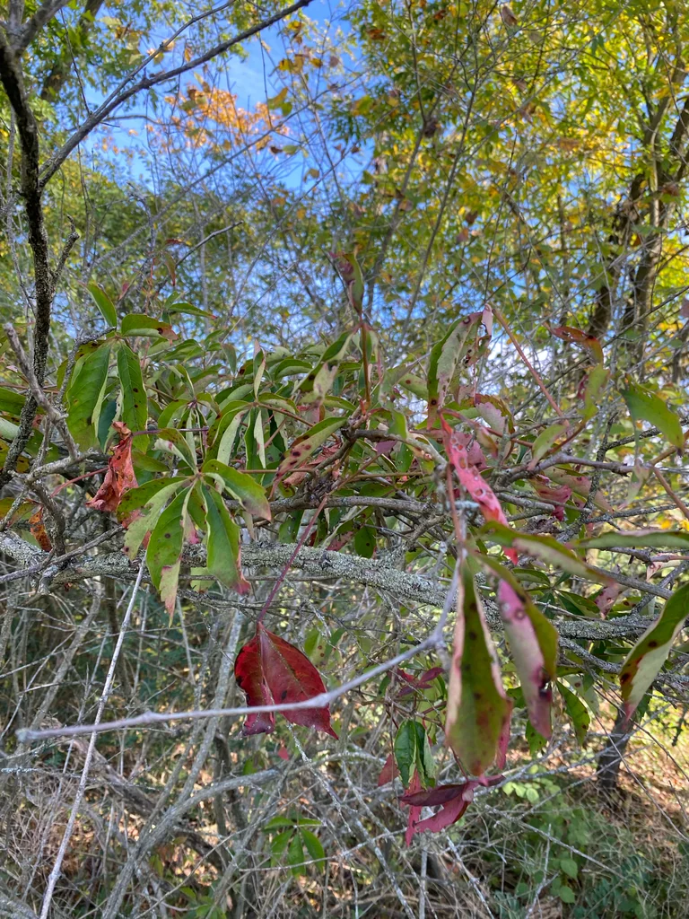 Parthenocissus Quinquefolia