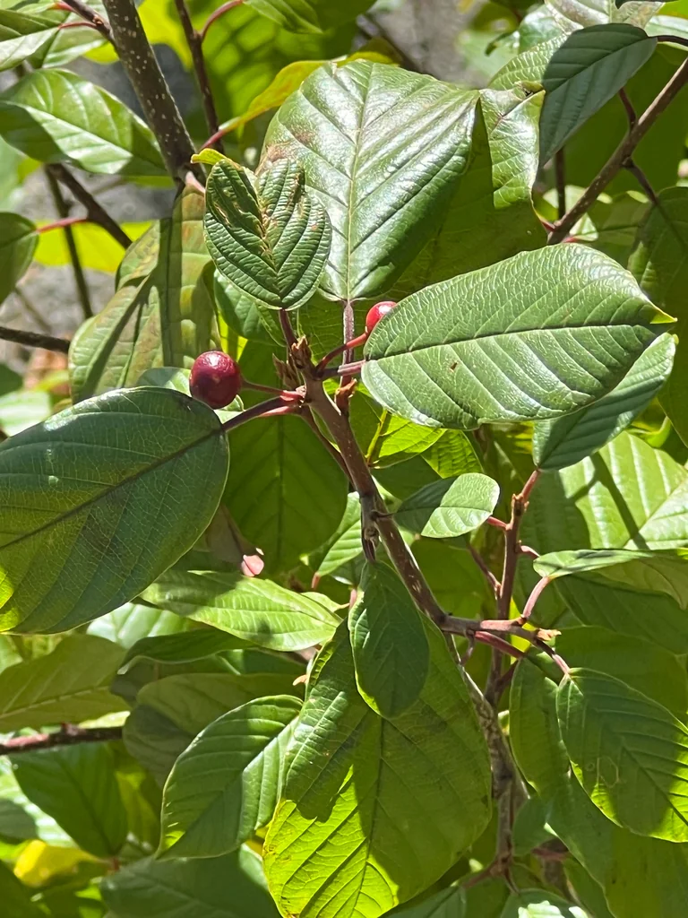 Rhamnus frangula