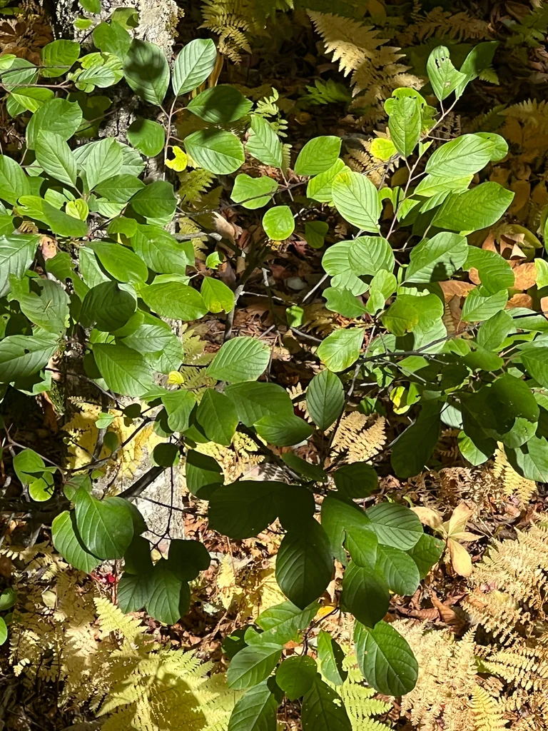 Rhamnus frangula