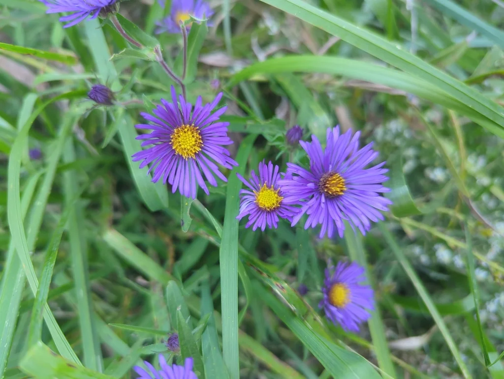 Aster Novae-Angliae
