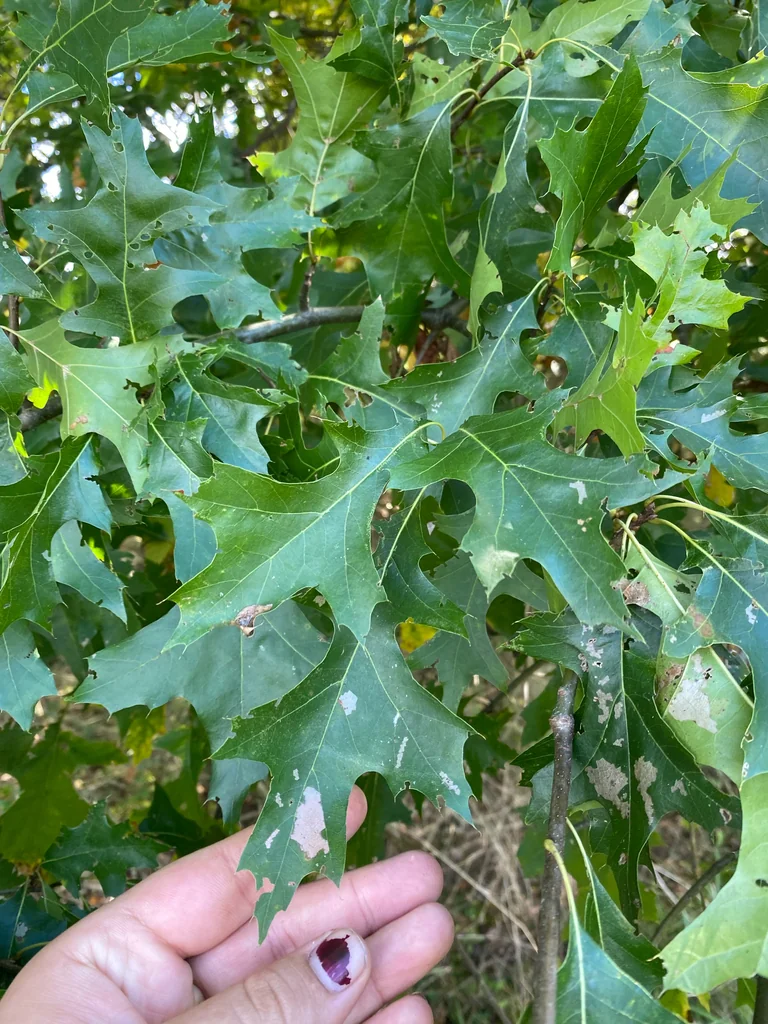 Quercus Palustris