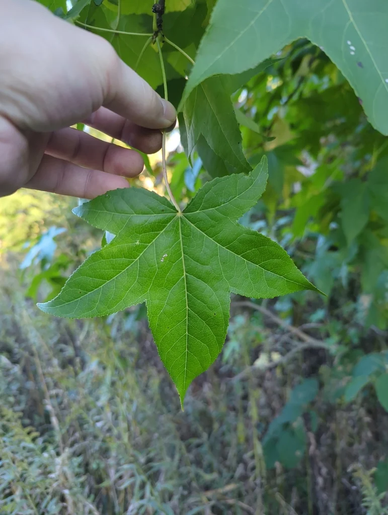 Liquidambar Styraciflua
