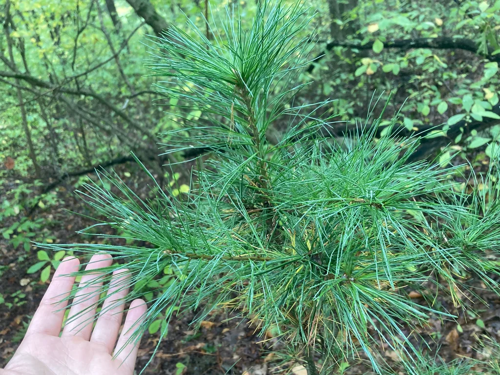 Pinus Strobus