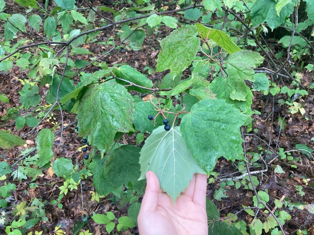 Viburnum Acerifolium