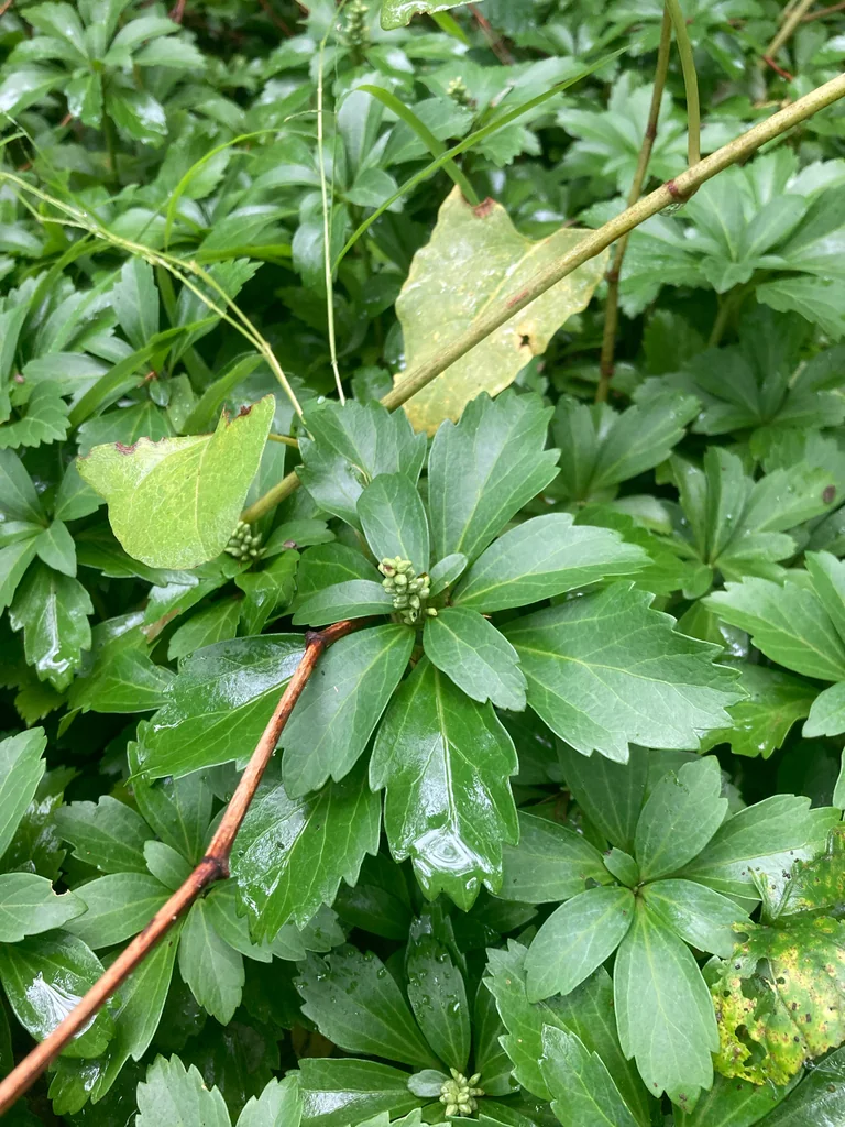 Pachysandra Terminalis