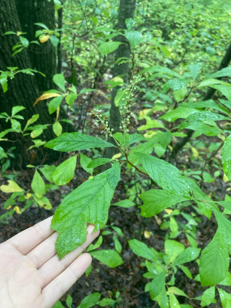 Clethra Alnifolia