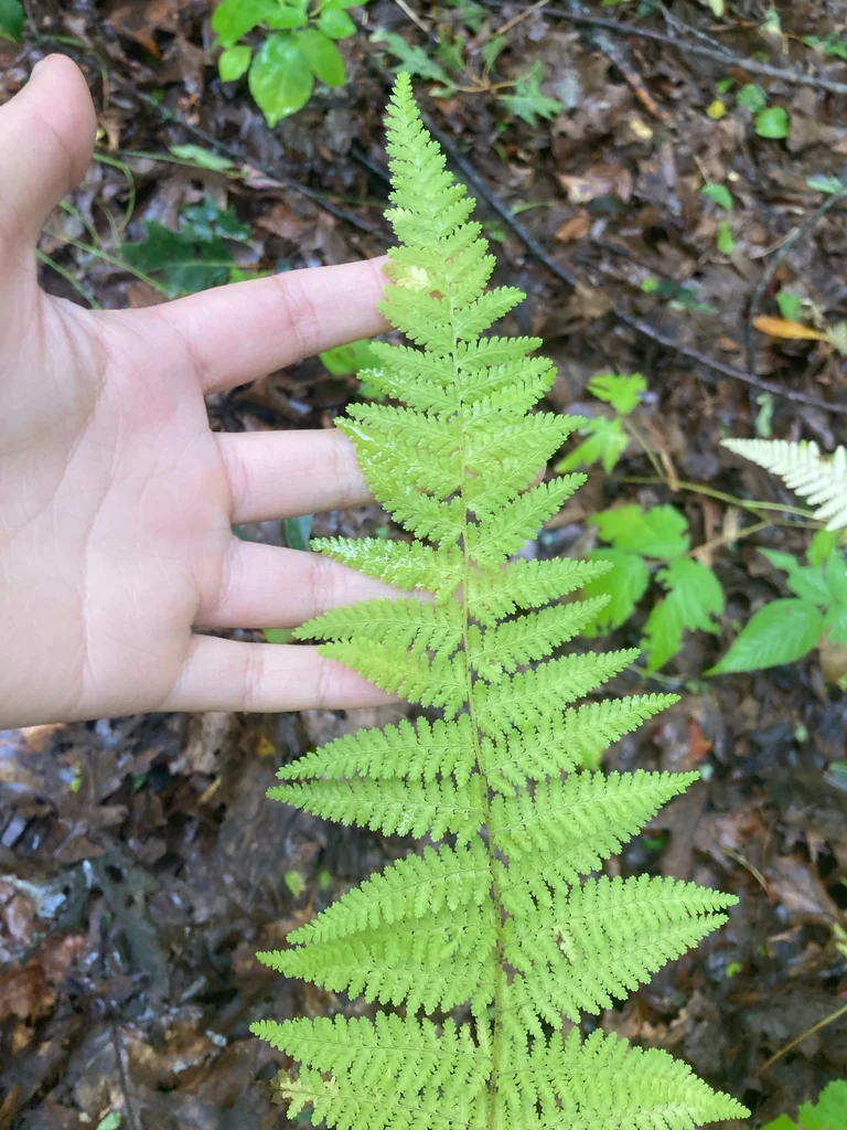 Dennstaedtia Punctiloba