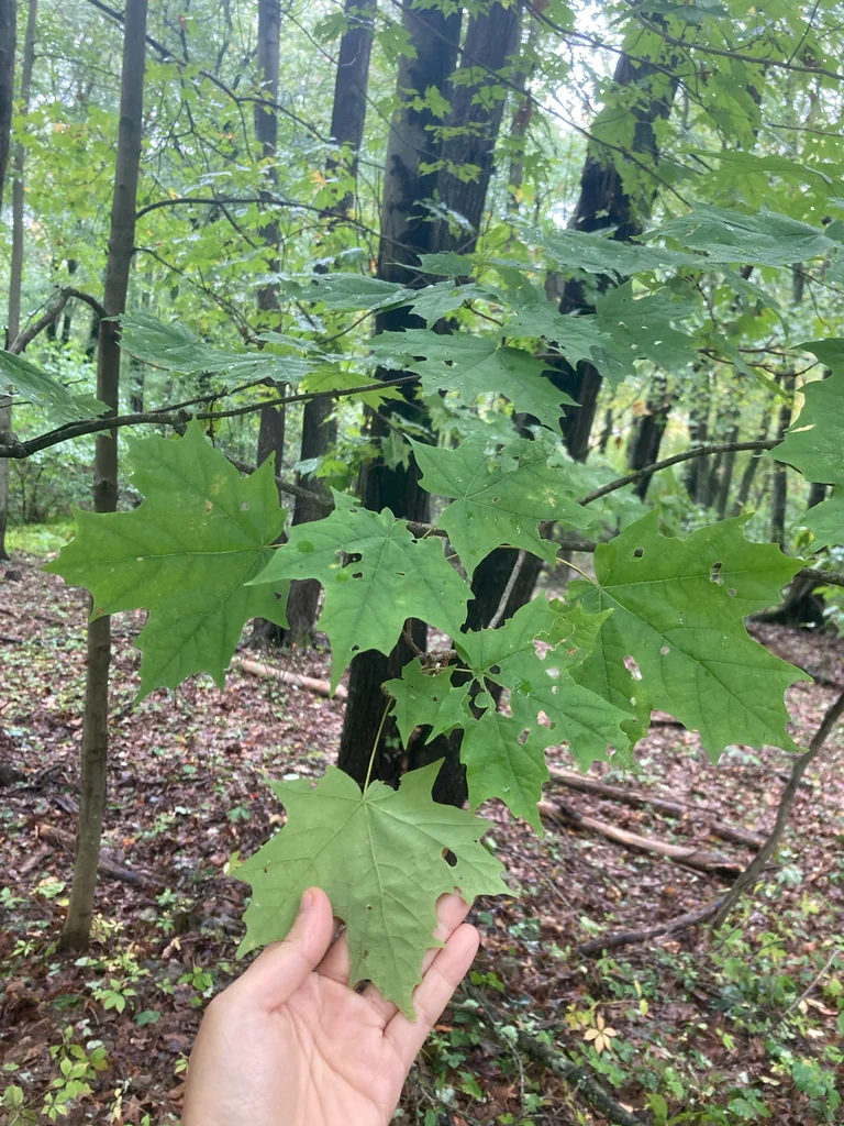 Acer Saccharum