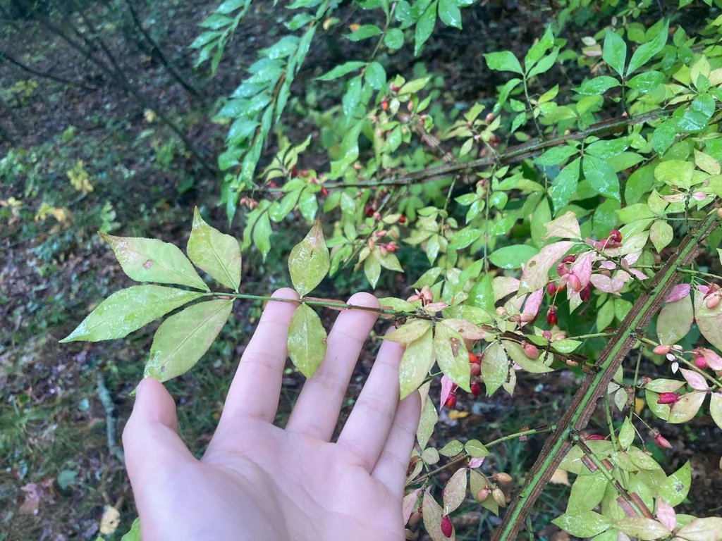 Euonymus Alatus