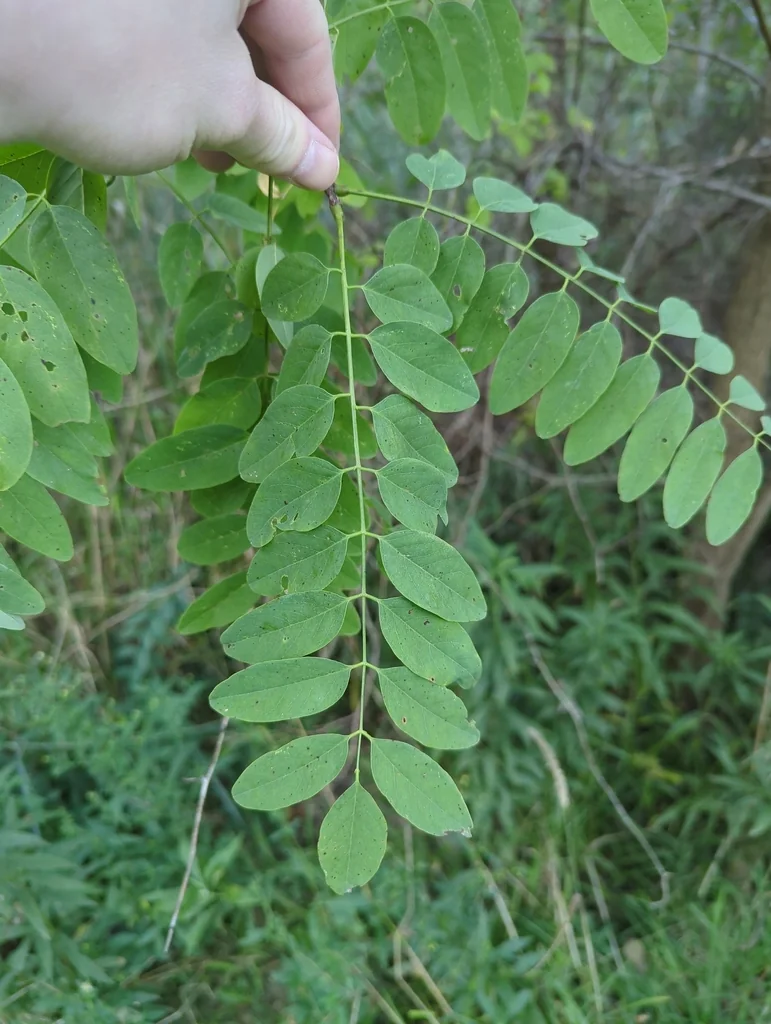 Robinia Pseudoacacia