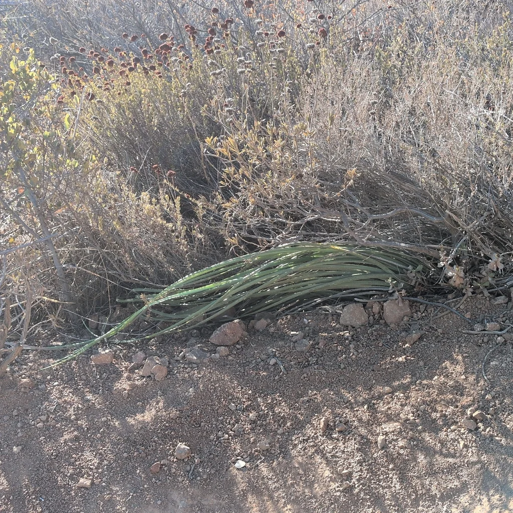Yucca Whipplei