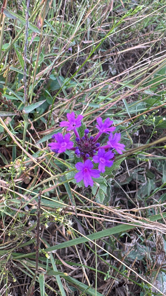 Verbena Rigida