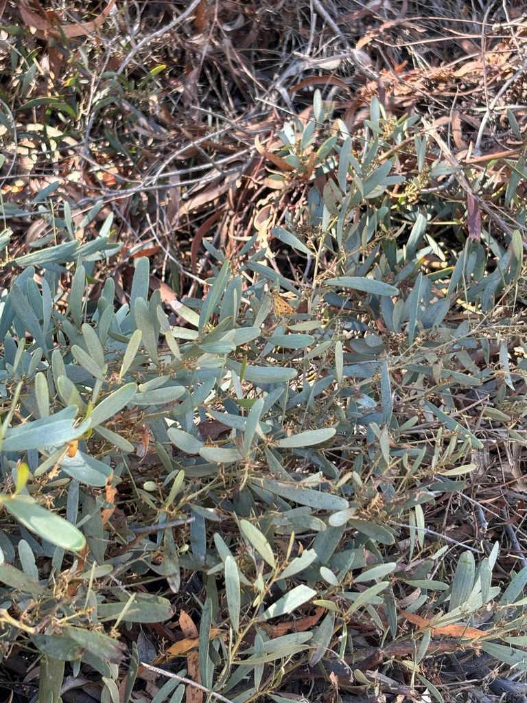 Acacia Redolens