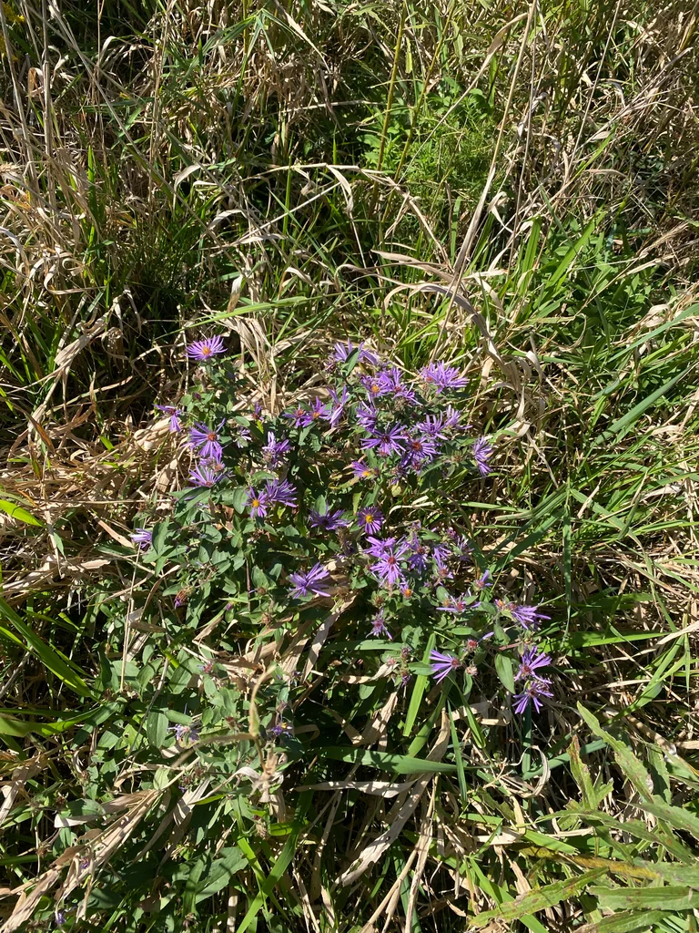 Aster Novae-Angliae