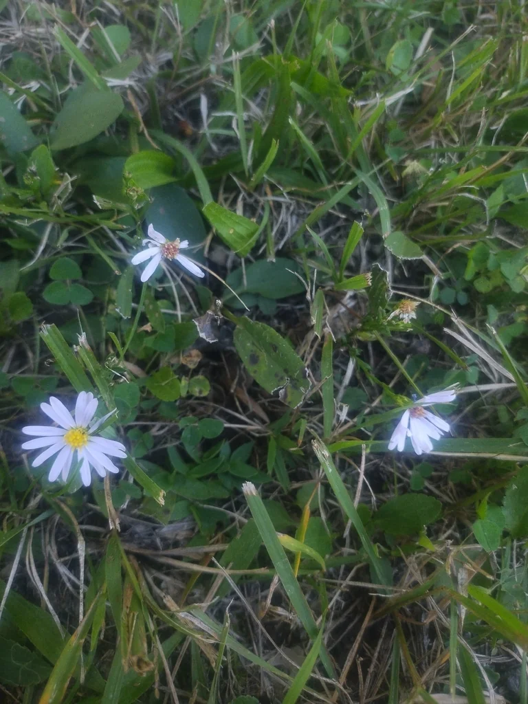 Symphyotrichum Oolentangiense