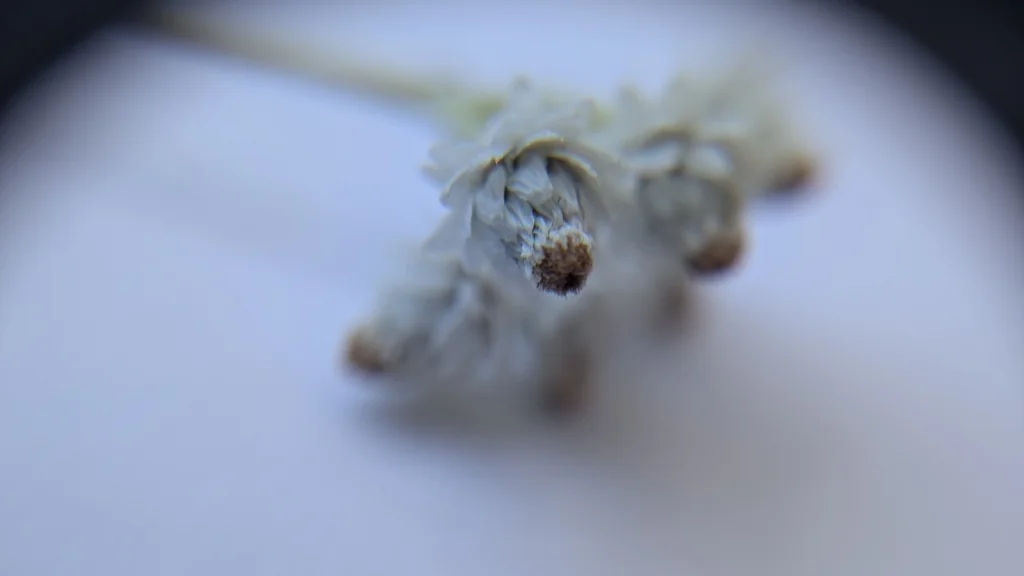 Anaphalis Margaritacea
