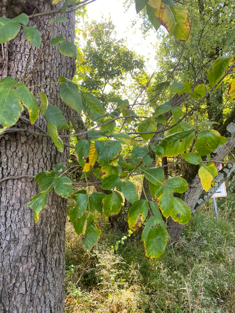 Toxicodendron Radicans