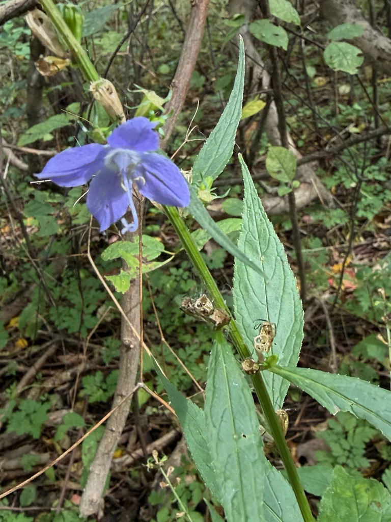 Campanula Americana