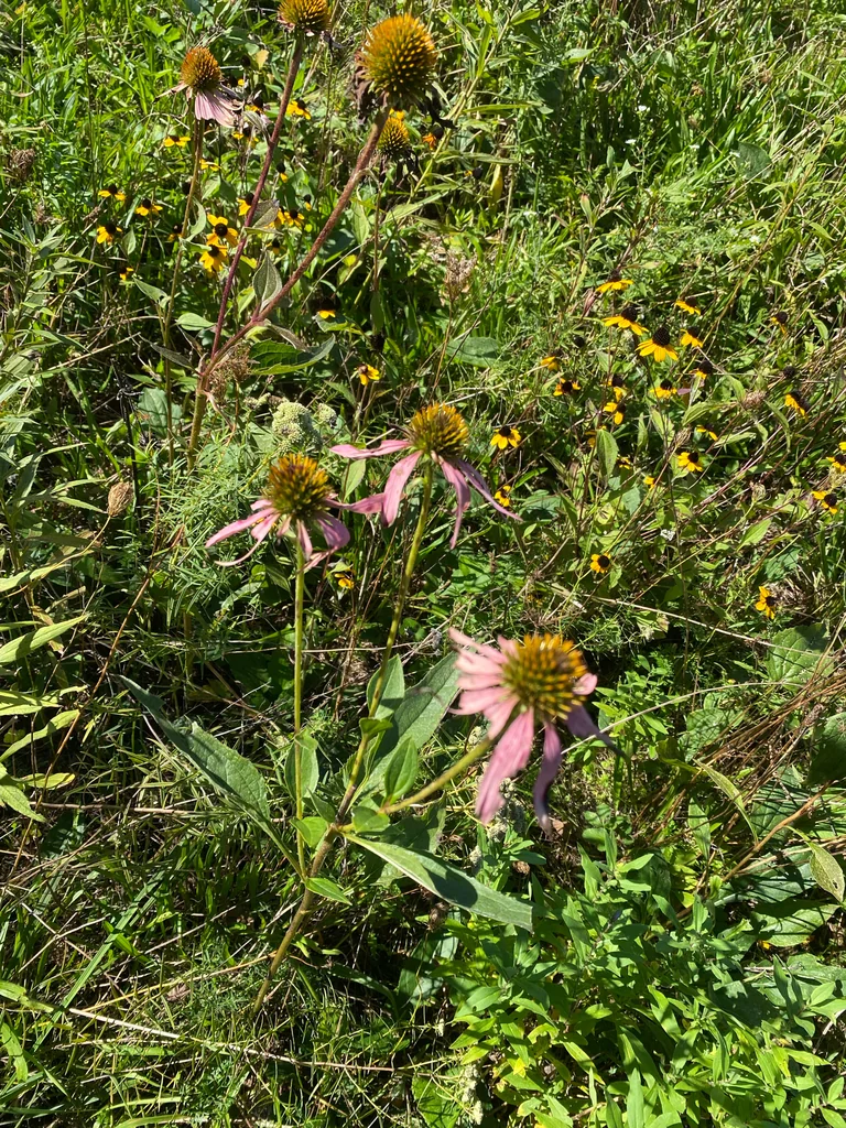 Echinacea Purpurea
