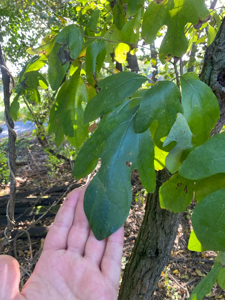 Sassafras Albidum