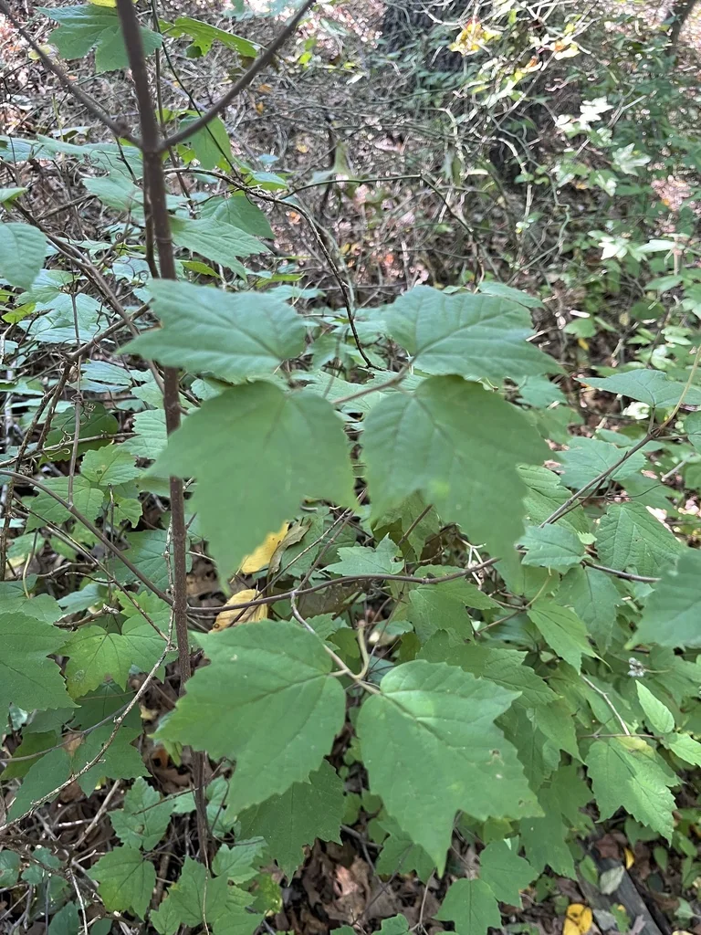 Viburnum Acerifolium