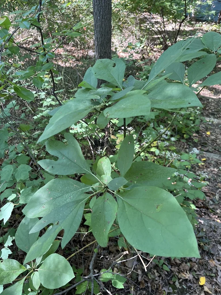 Sassafras Albidum