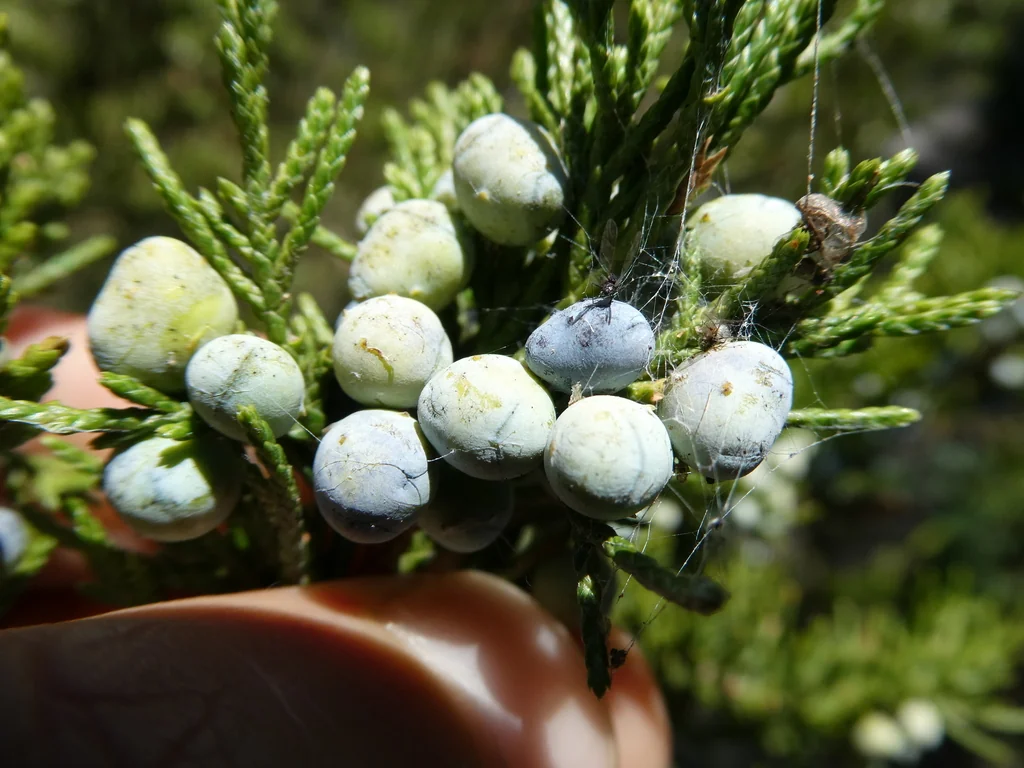 Juniperus Virginiana