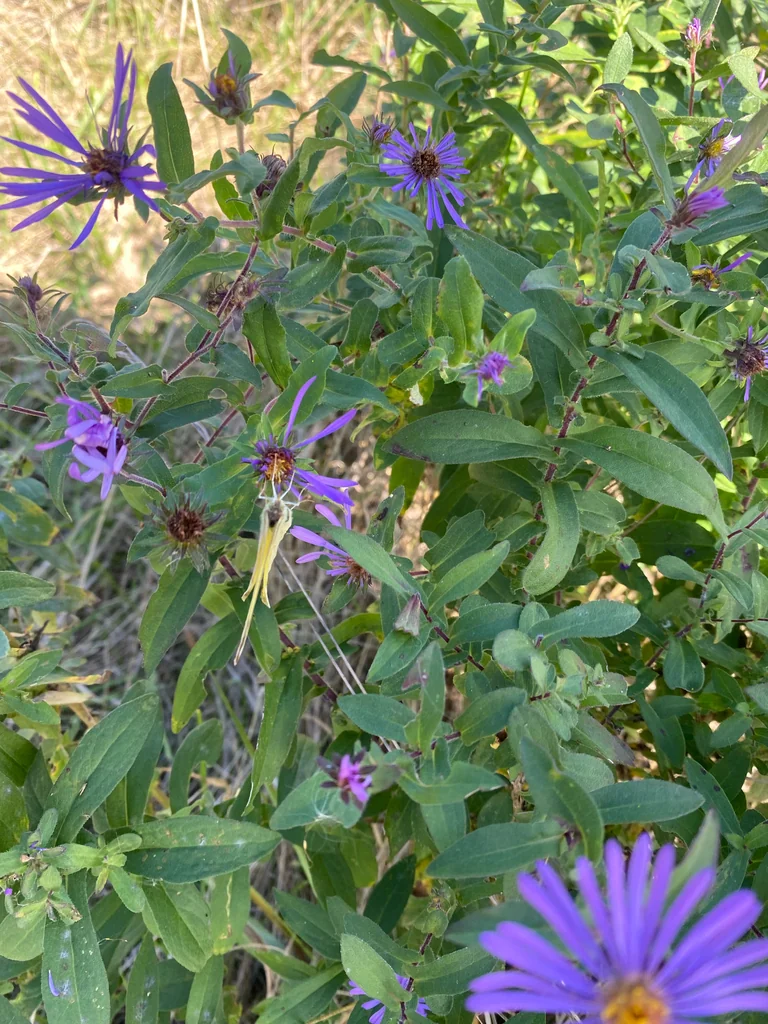Aster Novae-Angliae