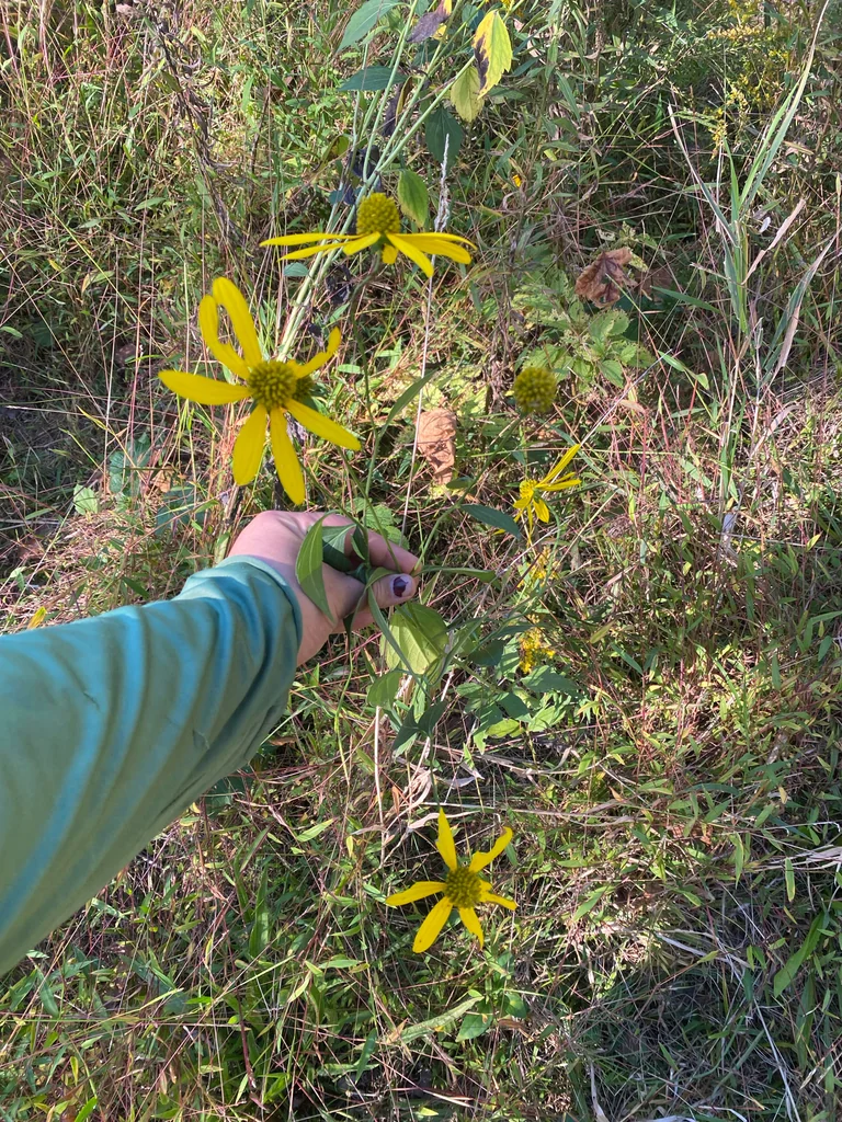 Rudbeckia Laciniata