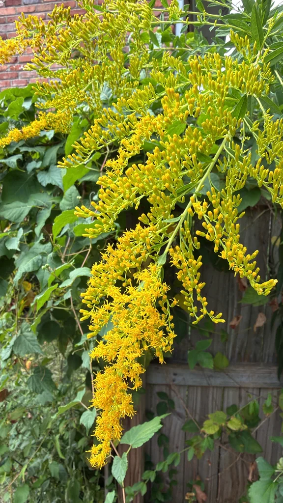 Solidago Altissima
