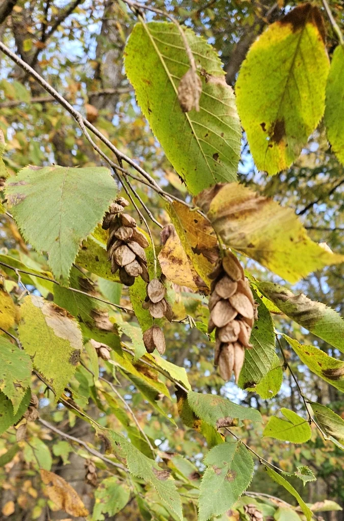 Ostrya Virginiana