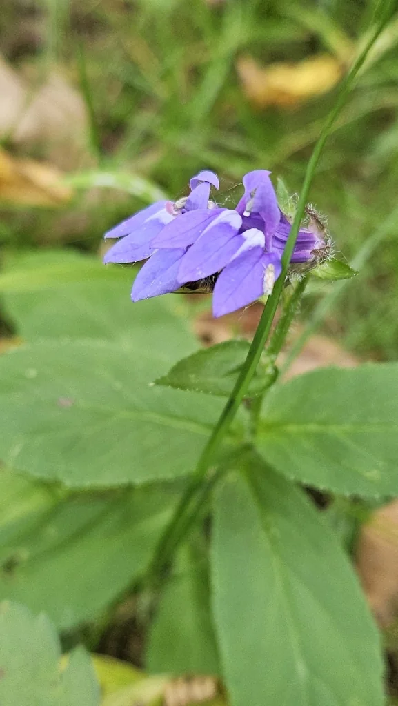 Lobelia Siphilitica