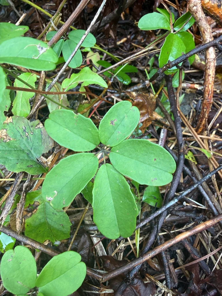 Akebia Quinata