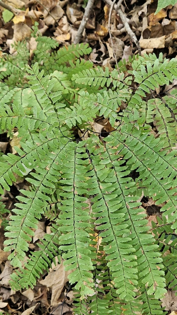 Adiantum Pedatum