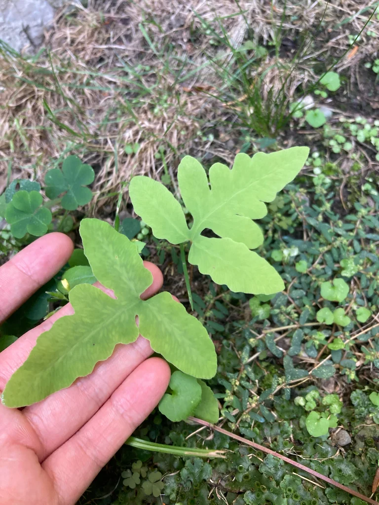 Onoclea Sensibilis