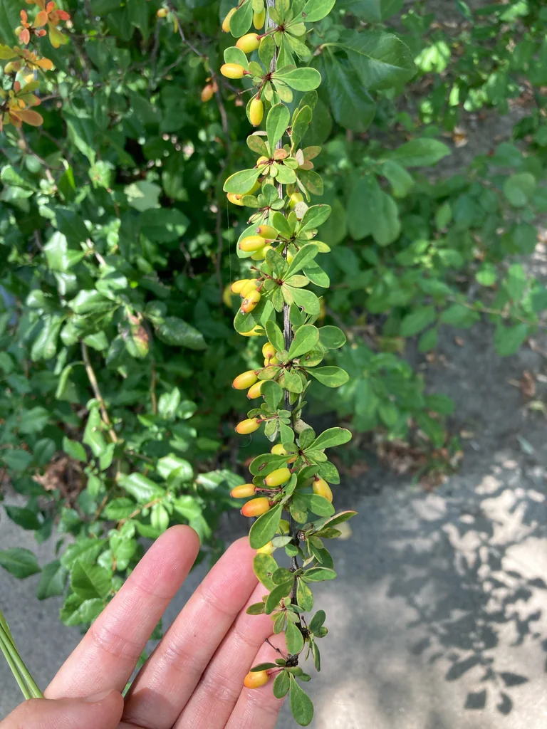 Berberis Thunbergii