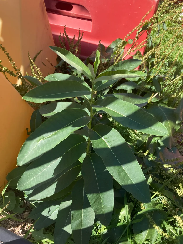 Asclepias Syriaca
