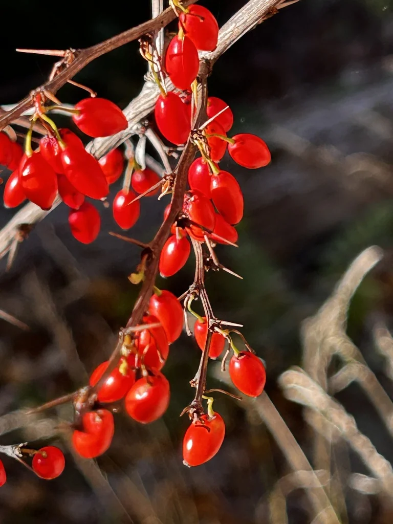 Berberis Thunbergii