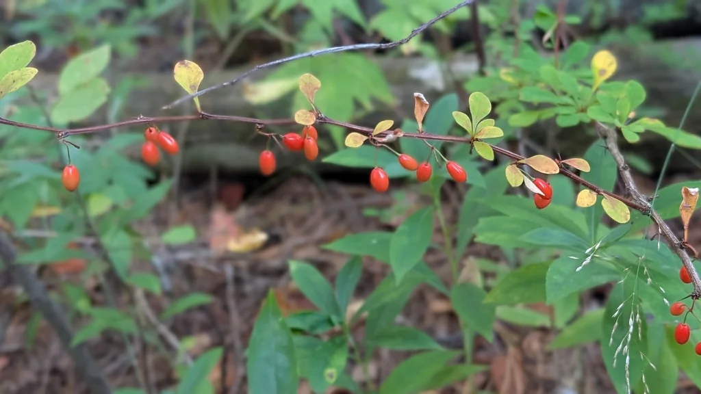 Berberis Thunbergii