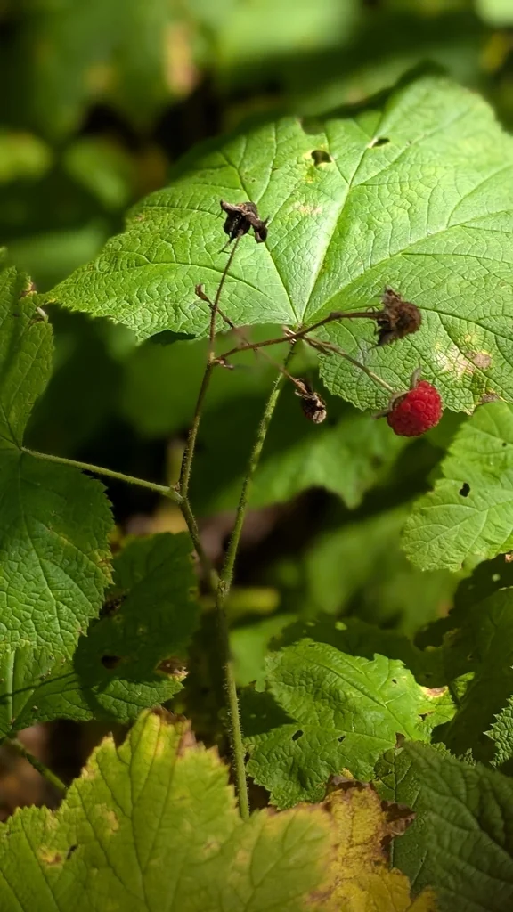 Rubus Parviflorus