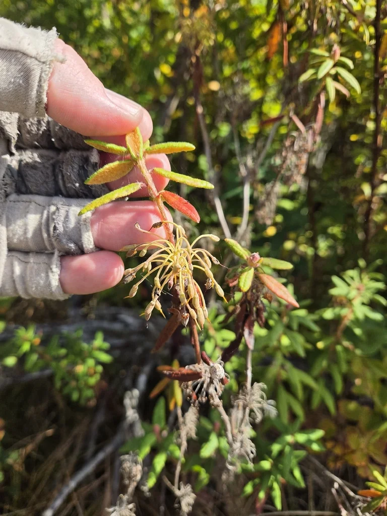 Rhododendron Groenlandicum
