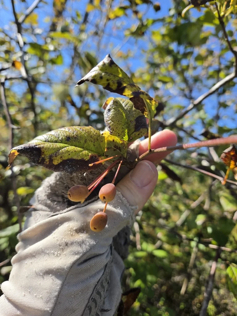 Malus Fusca
