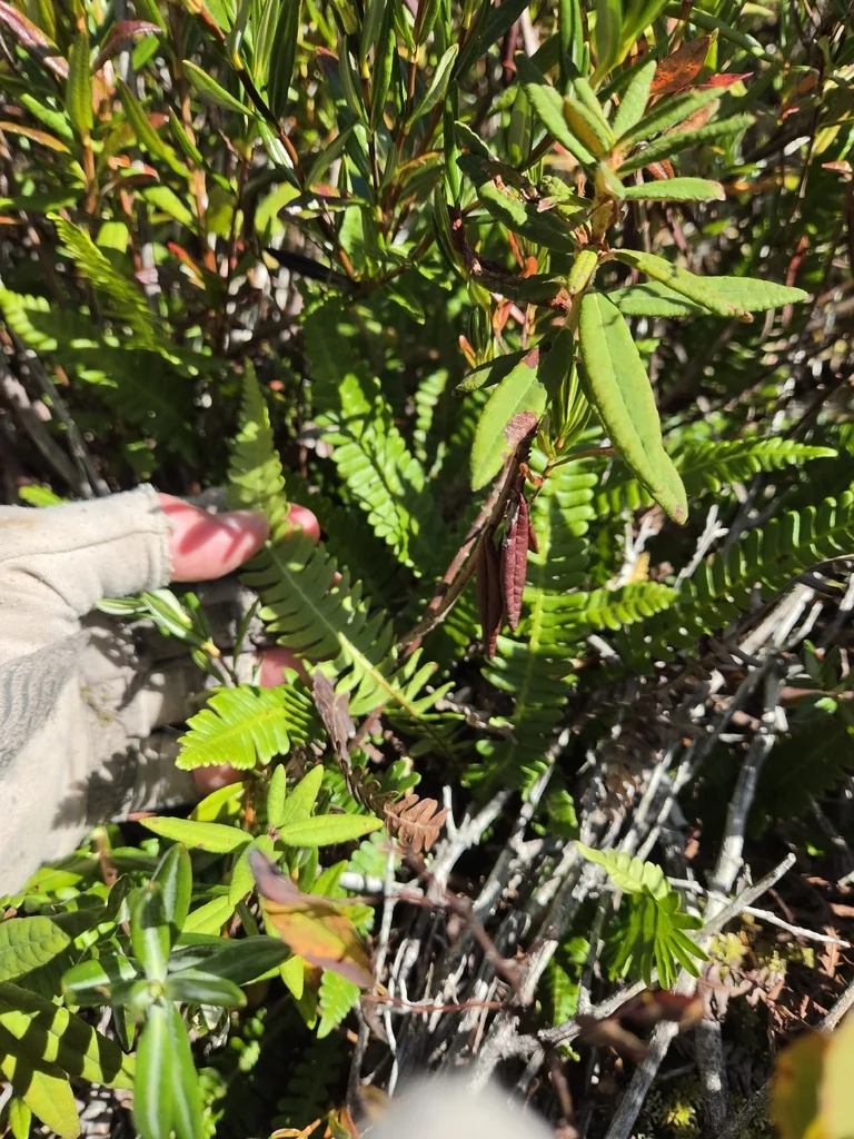 Blechnum Spicant