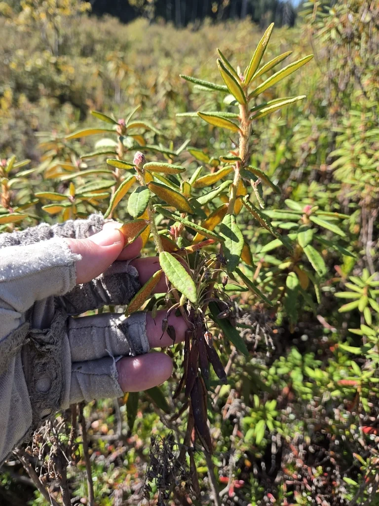 Rhododendron Groenlandicum