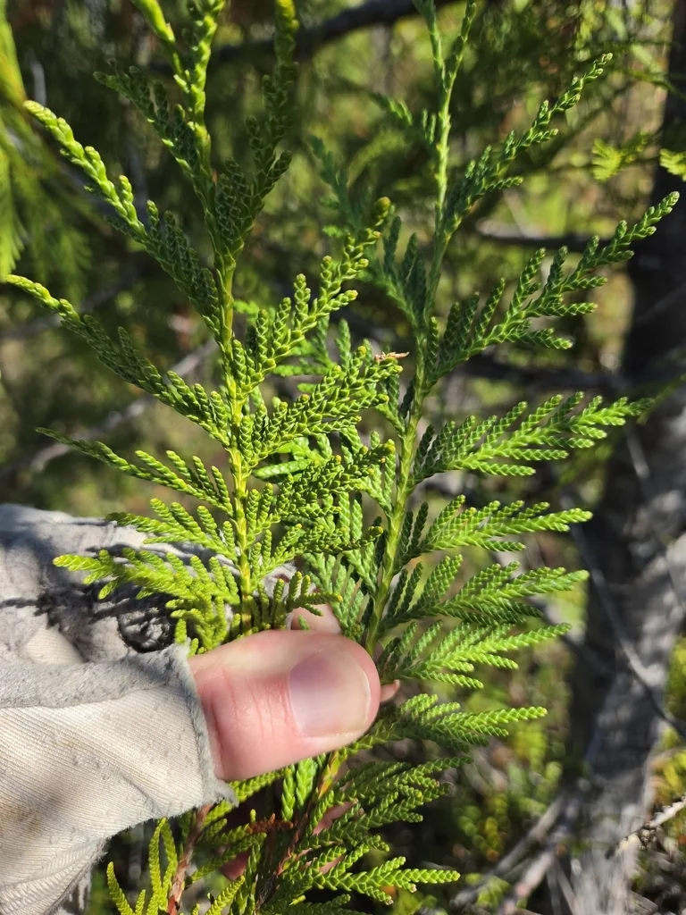 Thuja Plicata