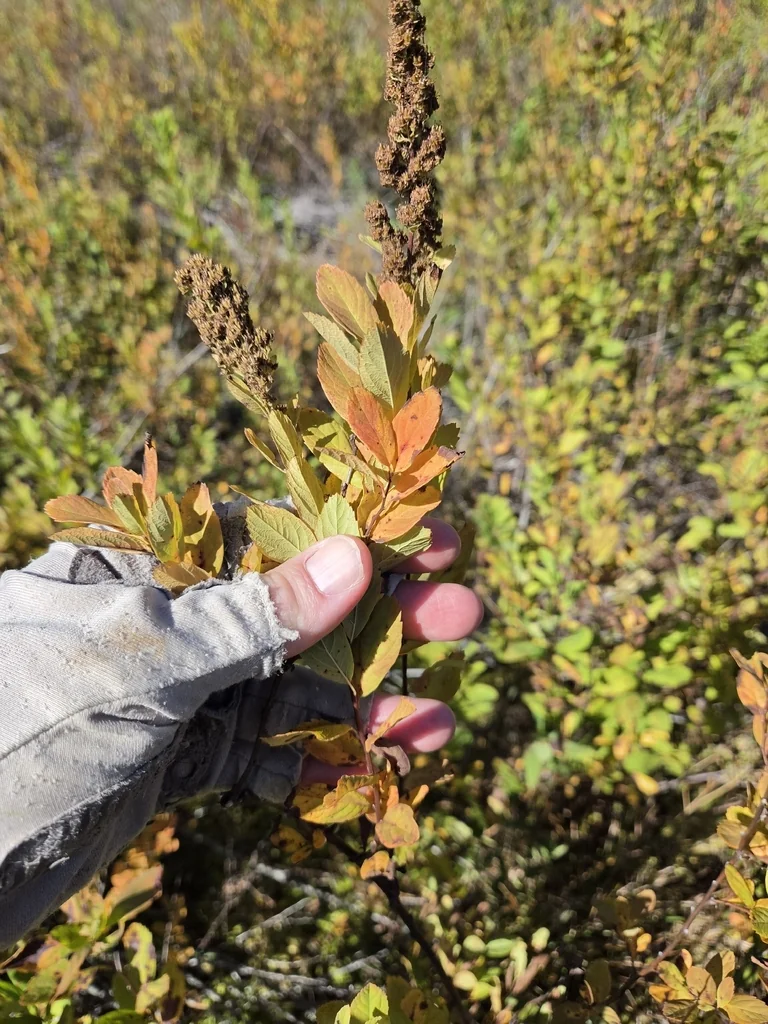 Spiraea Douglasii